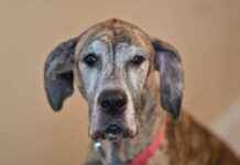 Okul Yönetici Yardımcısı Alım İlanları ve Şartları Okul Yönetici Yardımcısı Alım İlanları ve Şartları