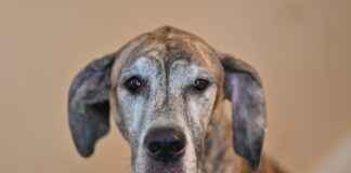 Okul Yönetici Yardımcısı Alım İlanları ve Şartları Okul Yönetici Yardımcısı Alım İlanları ve Şartları