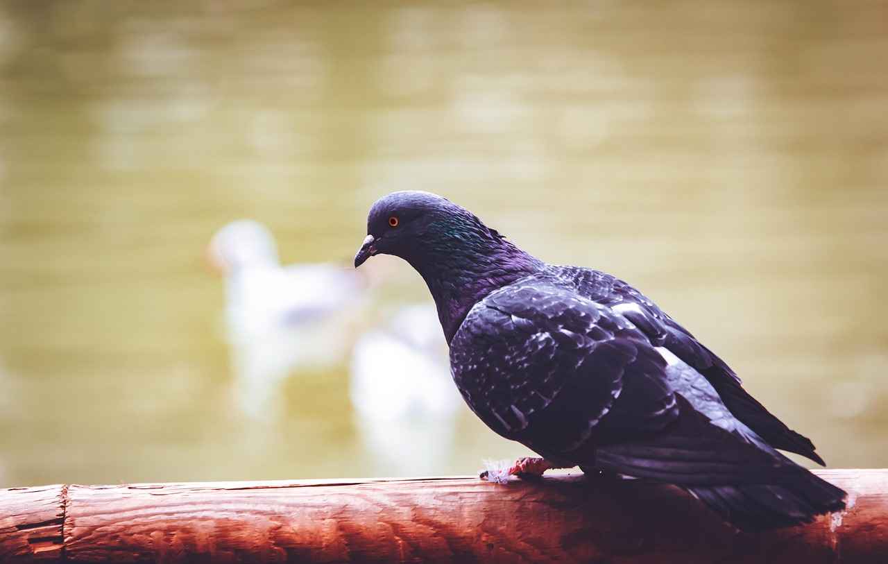 Memur Alım Şartları Nelerdir?