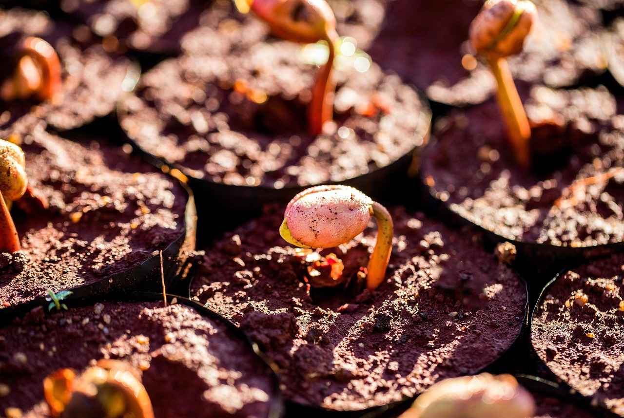 Pedagog Olmak İçin Hangi Eğitim Gerekir?