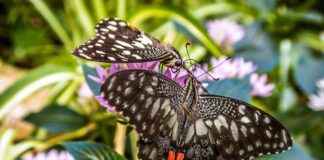 Profesör Alım İlanları ve Şartları Profesör Alım İlanları ve Şartları