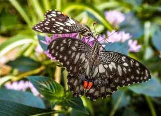 Profesör Alım İlanları ve Şartları Profesör Alım İlanları ve Şartları