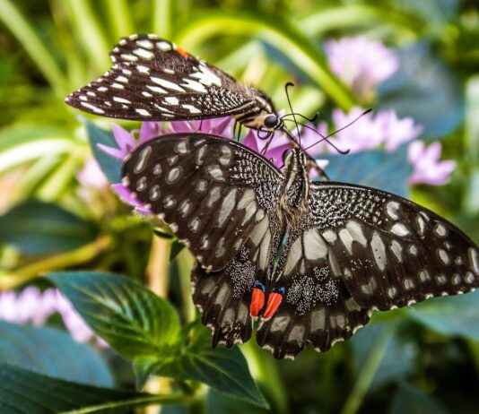 Profesör Alım İlanları ve Şartları Profesör Alım İlanları ve Şartları