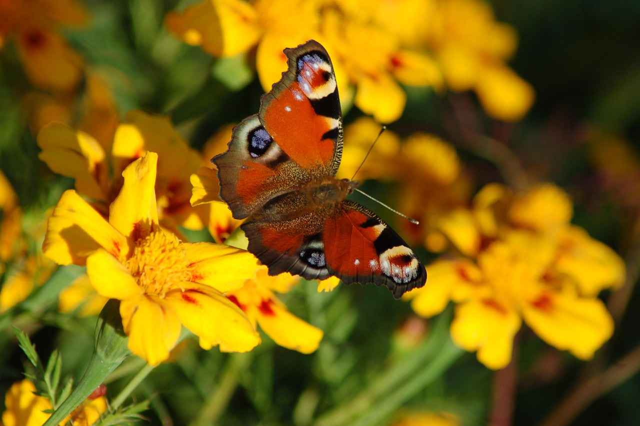 Psikolog Memur Alımında Aranan Genel Şartlar