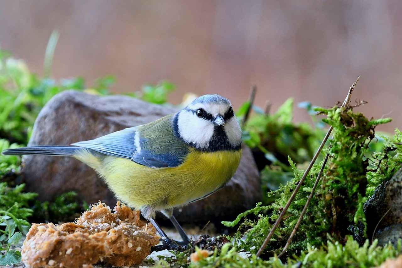 Psikolog Memur Alım İlanlarının Yayınlandığı Yerler