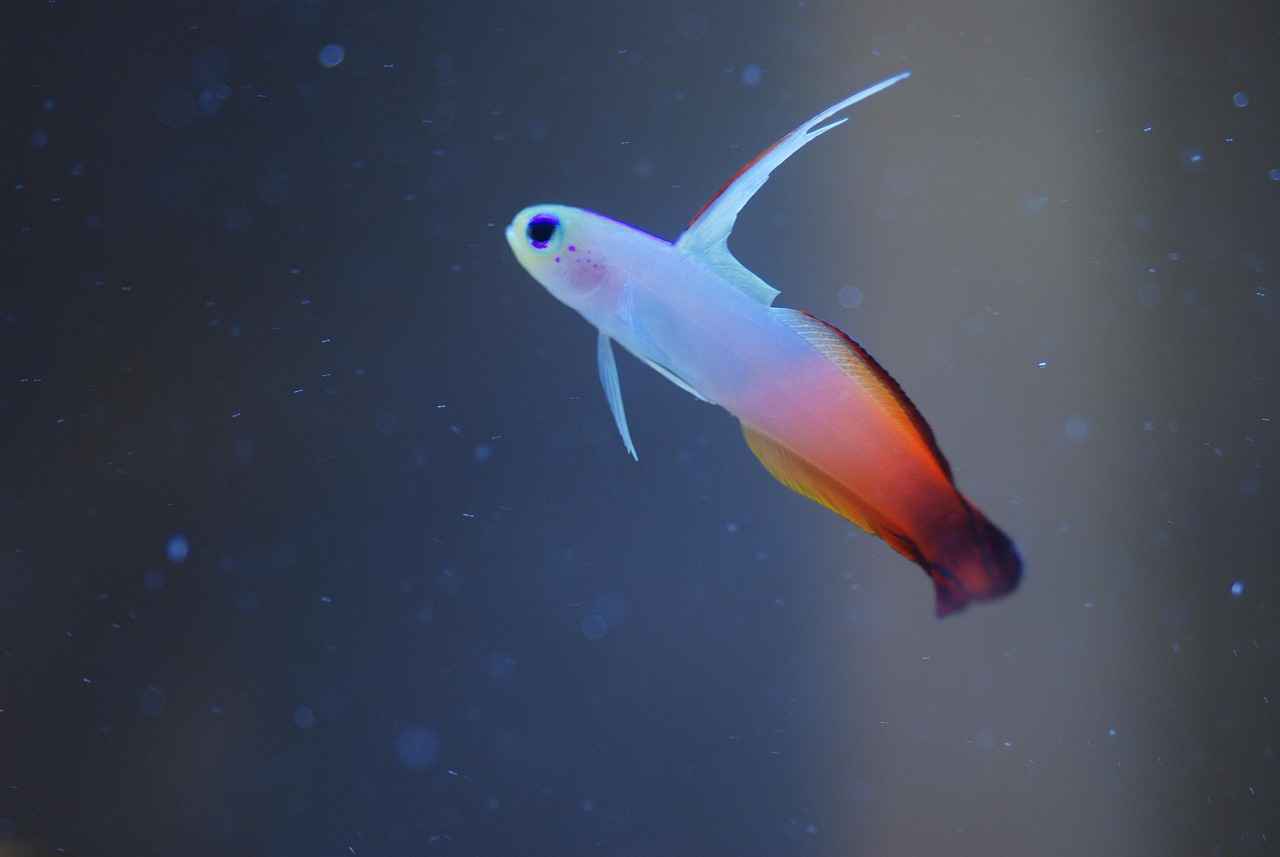 Rehber Öğretmen Olmak İçin Sık Sorulan Sorular