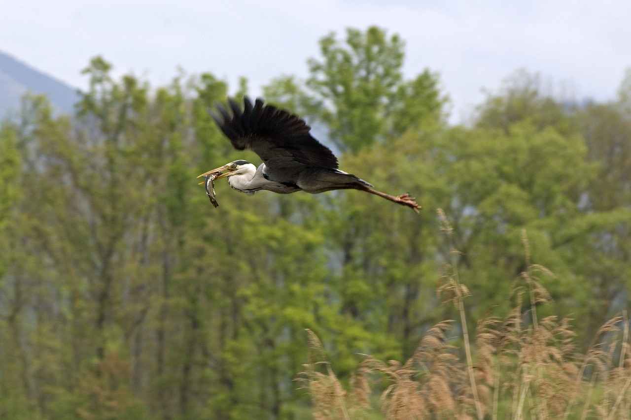 Rehber Öğretmen Alım İlanları Nerelerde Yayınlanır?