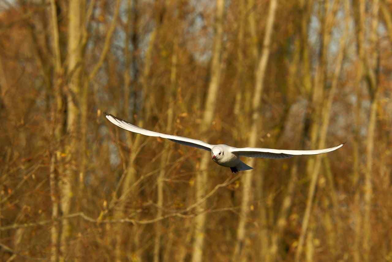 Rehber Öğretmen Alımında Aranan Nitelikler