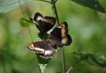 Sağlık Bakanlığı Memur Alım İlanları ve Memur Alım Şartları Sağlık Bakanlığı Memur Alım İlanları ve Memur Alım Şartları