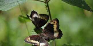 Sağlık Bakanlığı Memur Alım İlanları ve Memur Alım Şartları Sağlık Bakanlığı Memur Alım İlanları ve Memur Alım Şartları