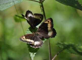 Sağlık Bakanlığı Memur Alım İlanları ve Memur Alım Şartları Sağlık Bakanlığı Memur Alım İlanları ve Memur Alım Şartları