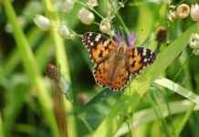 Savcı Adayı Alım İlanları ve Şartları Savcı Adayı Alım İlanları ve Şartları