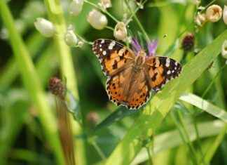 Savcı Adayı Alım İlanları ve Şartları Savcı Adayı Alım İlanları ve Şartları