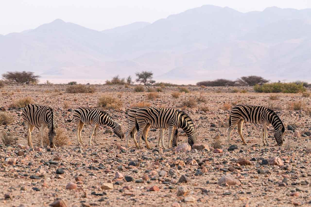 Seçim Süreci ve Aşamaları
