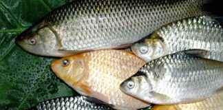 Saz Fiyatları Yeni Başlayanlar İçin En Uygun Seçenekler Saz Fiyatları Yeni Başlayanlar İçin En Uygun Seçenekler