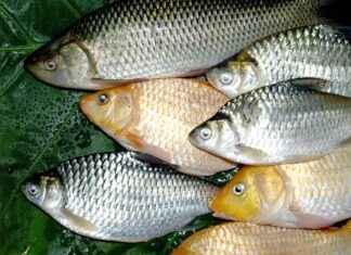 Saz Fiyatları Yeni Başlayanlar İçin En Uygun Seçenekler Saz Fiyatları Yeni Başlayanlar İçin En Uygun Seçenekler