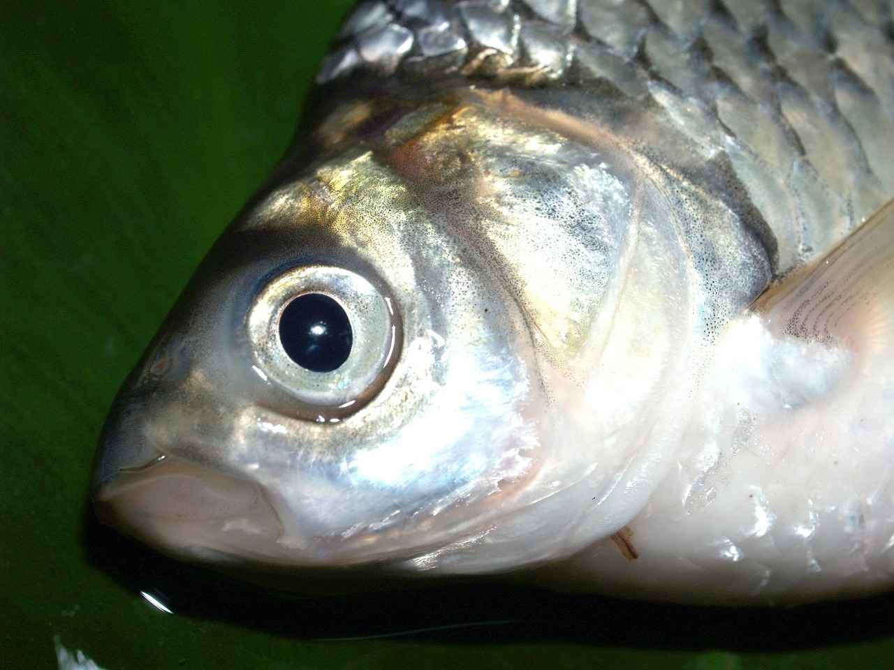 Saz Fiyatları Yeni Başlayanlar İçin En Uygun Seçenekler 1 Saz Nedir ve Neden Tercih Edilir?