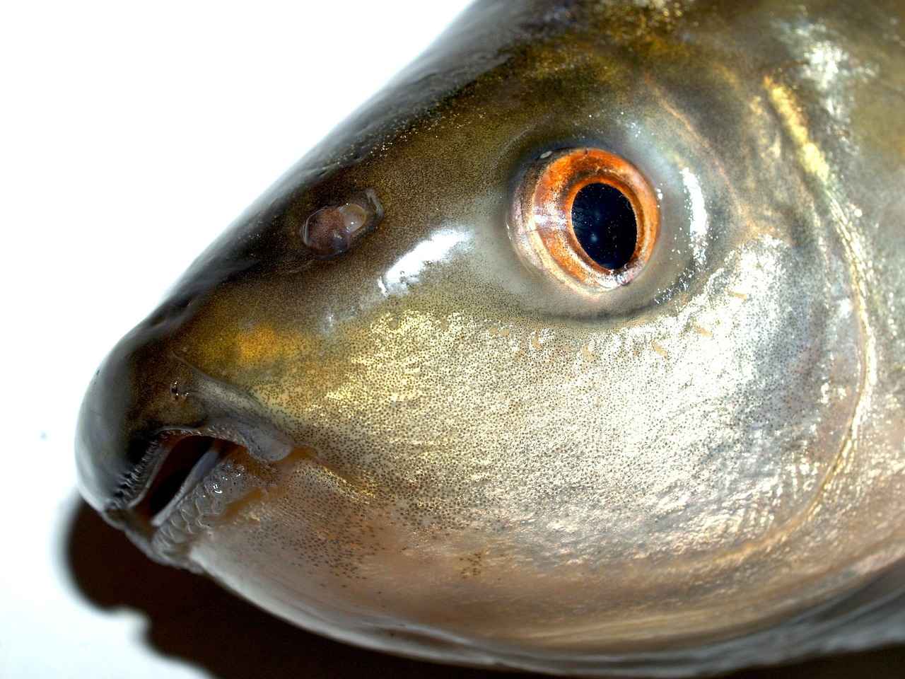 Saz Fiyatları Yeni Başlayanlar İçin En Uygun Seçenekler 3 Yeni Başlayanlar İçin Uygun Saz Modelleri