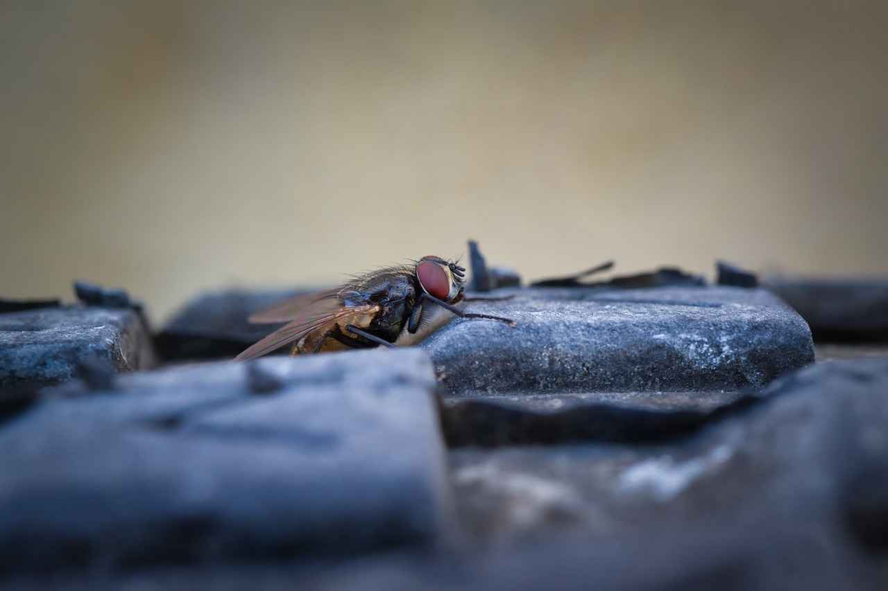 Sekreter Memur Alım Süreci Nasıl İşler?