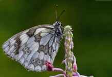 Selçuk Üniversitesi Memur Alım İlanları ve Memur Alım Şartları Selçuk Üniversitesi Memur Alım İlanları ve Memur Alım Şartları