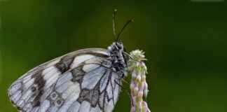 Selçuk Üniversitesi Memur Alım İlanları ve Memur Alım Şartları Selçuk Üniversitesi Memur Alım İlanları ve Memur Alım Şartları