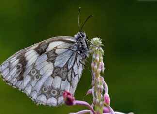 Selçuk Üniversitesi Memur Alım İlanları ve Memur Alım Şartları Selçuk Üniversitesi Memur Alım İlanları ve Memur Alım Şartları