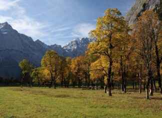 Sıfır Engelli Araç Fiyatları Hangi Marka Daha Ekonomik? Sıfır Engelli Araç Fiyatları Hangi Marka Daha Ekonomik?