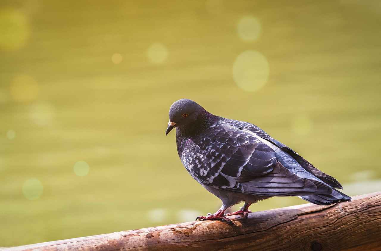Şoför Memur Alımında Aranan Şartlar