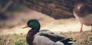 Sosyal Güvenlik Kurumu (SGK) Memur Alım İlanları ve Memur Alım Şartları Sosyal Güvenlik Kurumu (SGK) Memur Alım İlanları ve Memur Alım Şartları