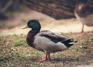 Sosyal Güvenlik Kurumu (SGK) Memur Alım İlanları ve Memur Alım Şartları Sosyal Güvenlik Kurumu (SGK) Memur Alım İlanları ve Memur Alım Şartları