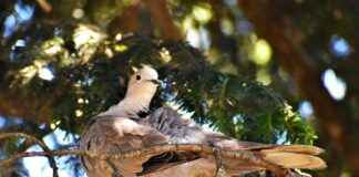 SPK Memur Alım İlanları ve Memur Alım Şartları SPK Memur Alım İlanları ve Memur Alım Şartları