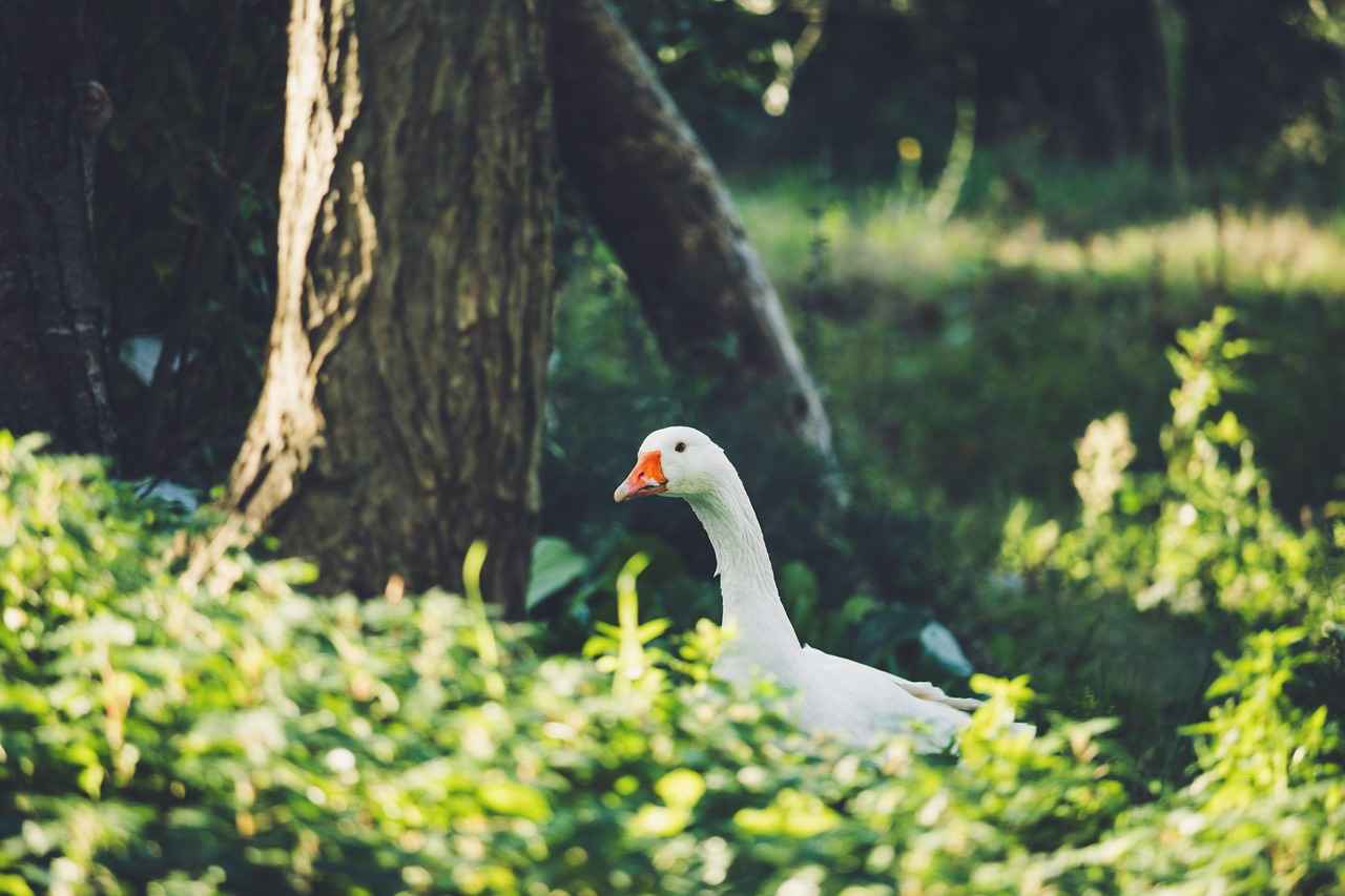 SPK Memur Alım İlanları ve Memur Alım Şartları 9 SPK Memur Alım İlanları Ne Zaman Yayınlanır?