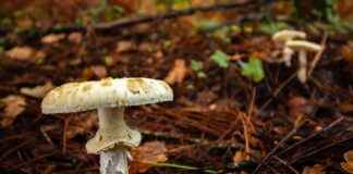 Spor Yöneticisi Alım İlanları ve Şartları Spor Yöneticisi Alım İlanları ve Şartları