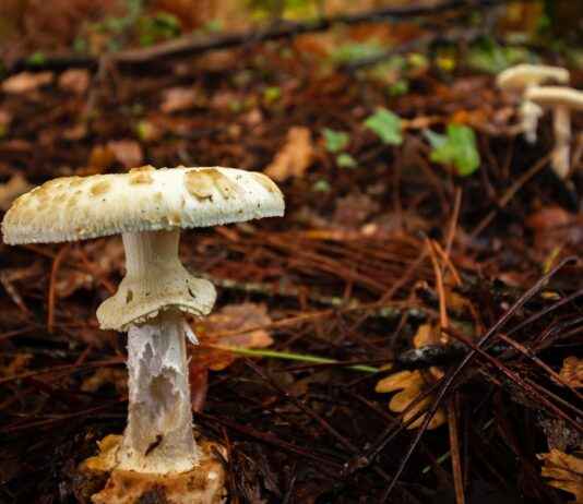 Spor Yöneticisi Alım İlanları ve Şartları Spor Yöneticisi Alım İlanları ve Şartları