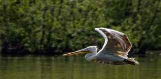 Süreli Memur Alım İlanları ve Şartları Süreli Memur Alım İlanları ve Şartları
