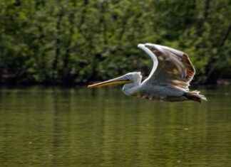 Süreli Memur Alım İlanları ve Şartları Süreli Memur Alım İlanları ve Şartları