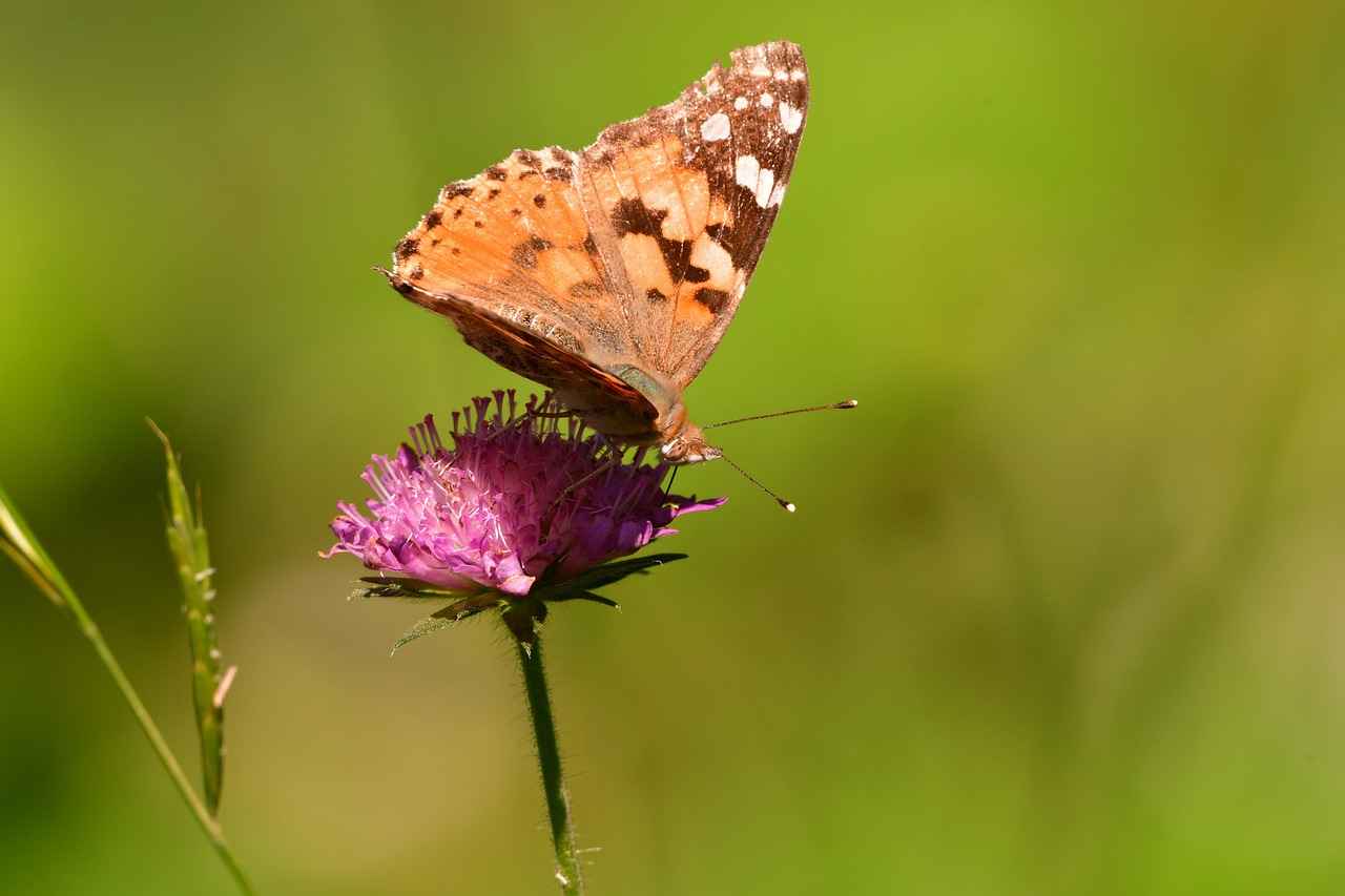 Süreli Memur Alım İlanları ve Şartları 5 Çalışma Koşulları ve Ücretler