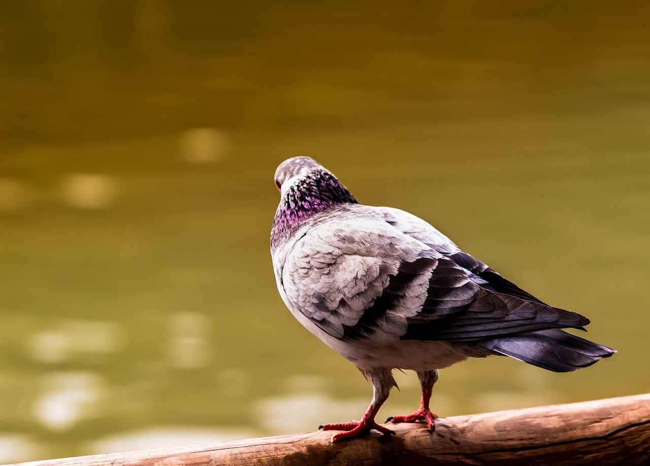 Süreli Memur Alım İlanları ve Şartları 7 Başvuru İpuçları ve Stratejiler