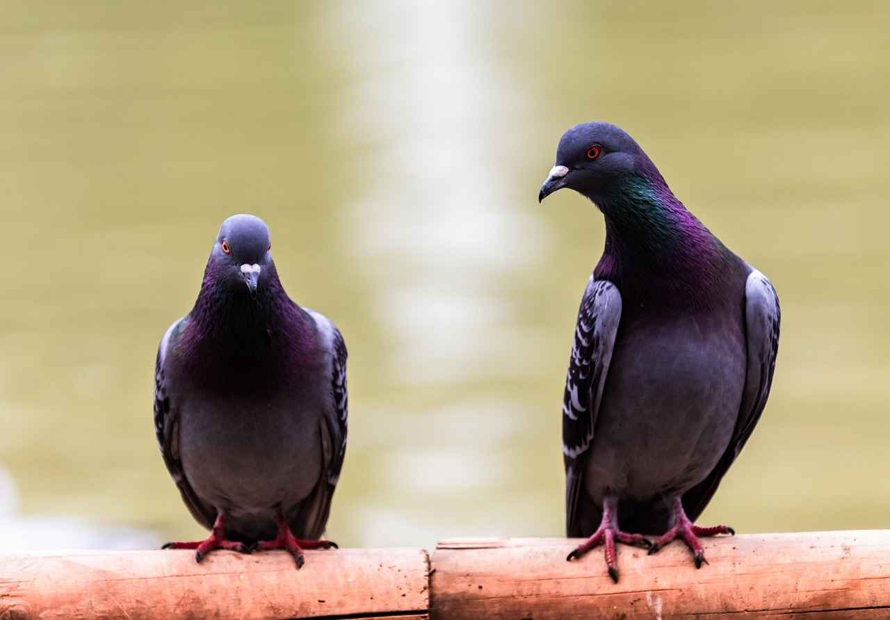 Süreli Memur Alım İlanları ve Şartları 3 Başvuru Süreci Nasıl İşler?