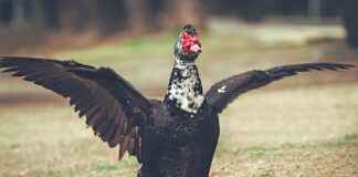 TCDD Memur Alım İlanları ve Memur Alım Şartları TCDD Memur Alım İlanları ve Memur Alım Şartları