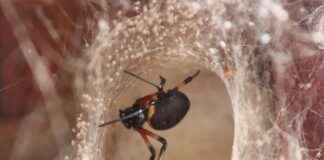 TEİAŞ Memur Alım İlanları ve Memur Alım Şartları TEİAŞ Memur Alım İlanları ve Memur Alım Şartları