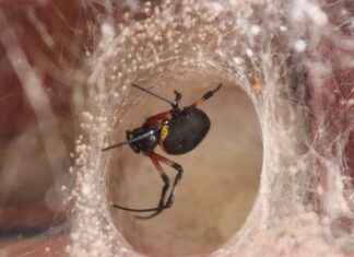 TEİAŞ Memur Alım İlanları ve Memur Alım Şartları TEİAŞ Memur Alım İlanları ve Memur Alım Şartları