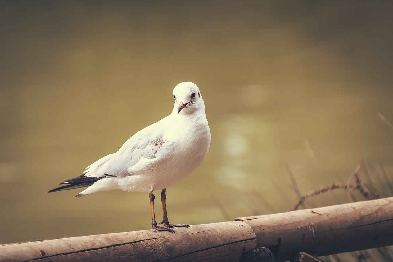 Teknisyen Alım İlanlarının Önemi Nedir?