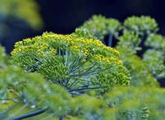 Tercüman Alım İlanları ve Şartları Tercüman Alım İlanları ve Şartları