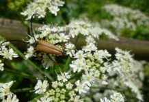 Tıp Fakültesi Öğretim Üyesi Alım İlanları ve Şartları Tıp Fakültesi Öğretim Üyesi Alım İlanları ve Şartları