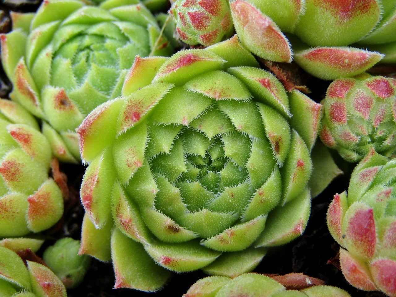 [Tıp Fakültesi Öğretim Üyesi Nedir?]