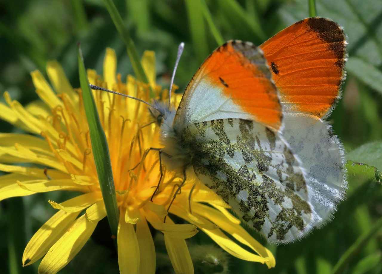 [Öğretim Üyesi Olmanın Avantajları]