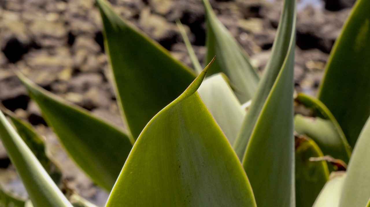 [Öğretim Üyesi Alım İlanlarının Önemi]