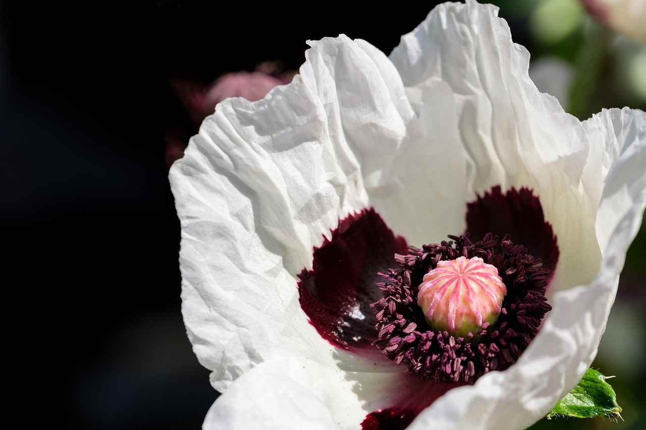 Türk Dili ve Edebiyatı Öğretmenleri İçin Gelişim Fırsatları