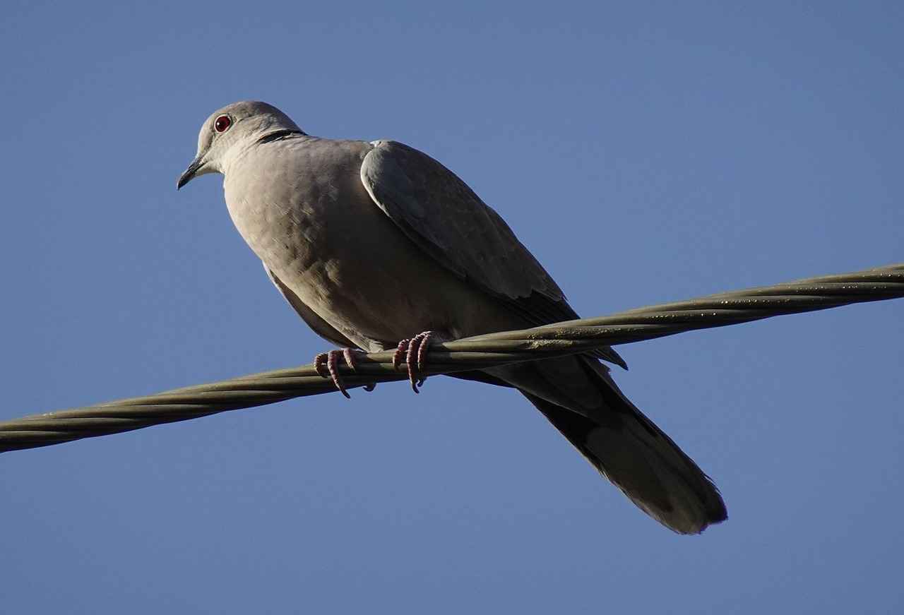 Türk Dili ve Edebiyatı Öğretmenliği İçin Eğitim Programları
